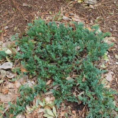 Creeping Juniper